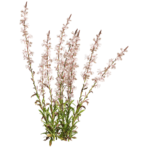 开粉色花朵的山桃草植物3D模型（OBJ,FBX,MAX）