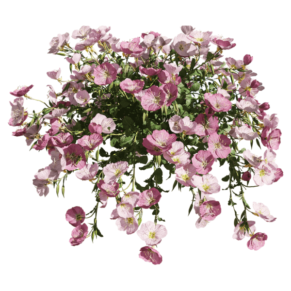 粉花月见草花丛3D模型（OBJ,FBX,MAX）