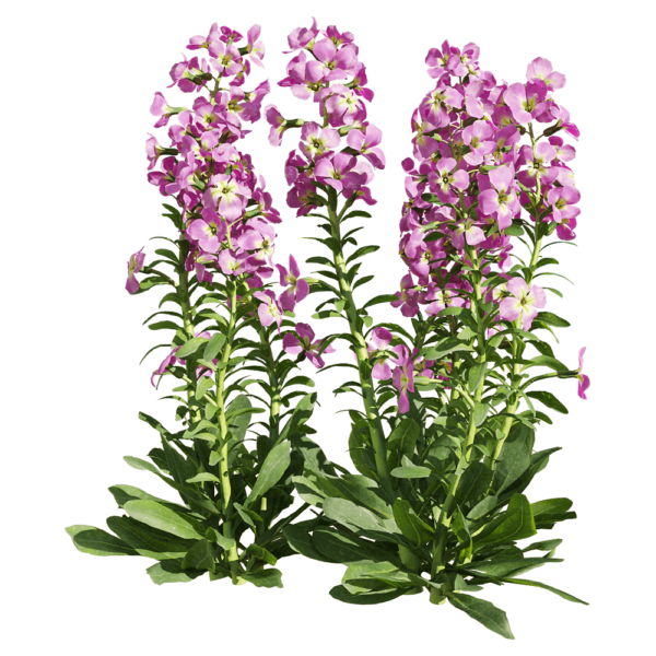 紫罗兰花丛3D模型（OBJ,FBX,MAX）