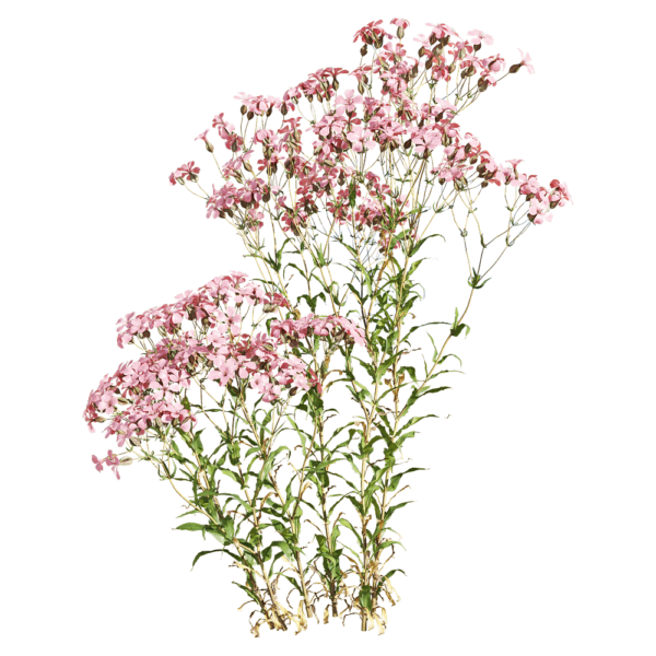 开粉色花朵的麦蓝菜植物3D模型（OBJ,FBX,MAX）