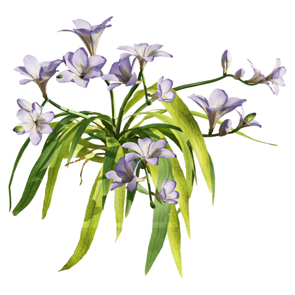 开紫色花朵的香雪兰 小苍兰植物3D模型（OBJ,FBX,MAX）