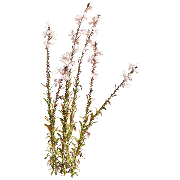 开粉色花朵的山桃草植物3D模型（OBJ,FBX,MAX）