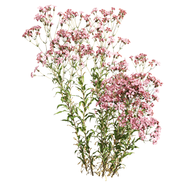 开粉色花朵的麦蓝菜植物3D模型（OBJ,FBX,MAX）