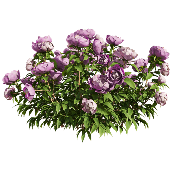 粉紫色芍药花丛3D模型（OBJ,FBX,MAX）