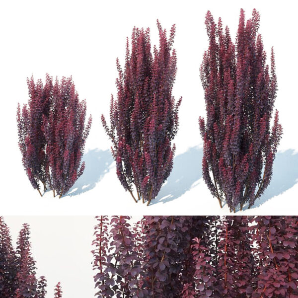 Berberis thunbergii紫叶小檗植物3D模型（OBJ,MAX）