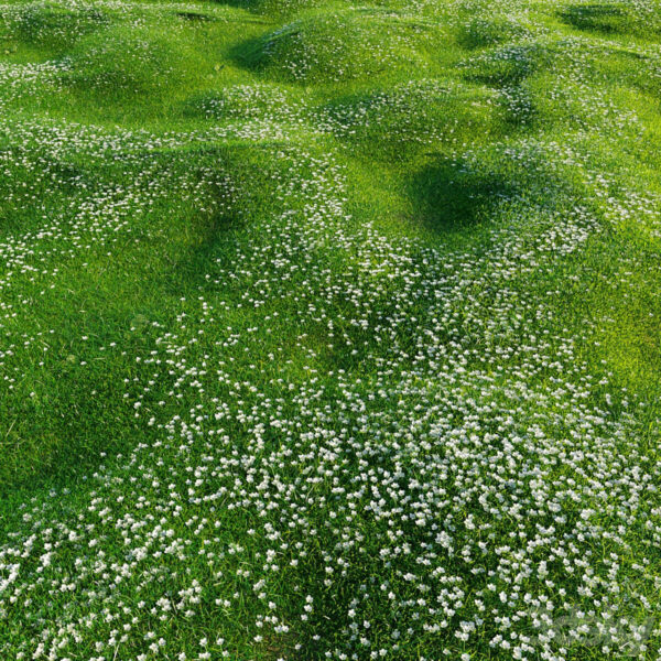 开白色小花的绿草地3D模型（OBJ,MAX）