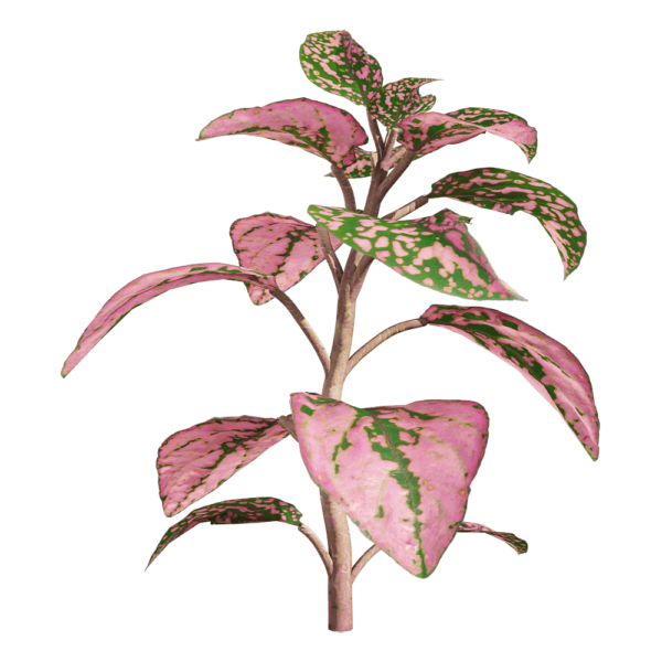 网纹草3D模型（OBJ,FBX,MAX）