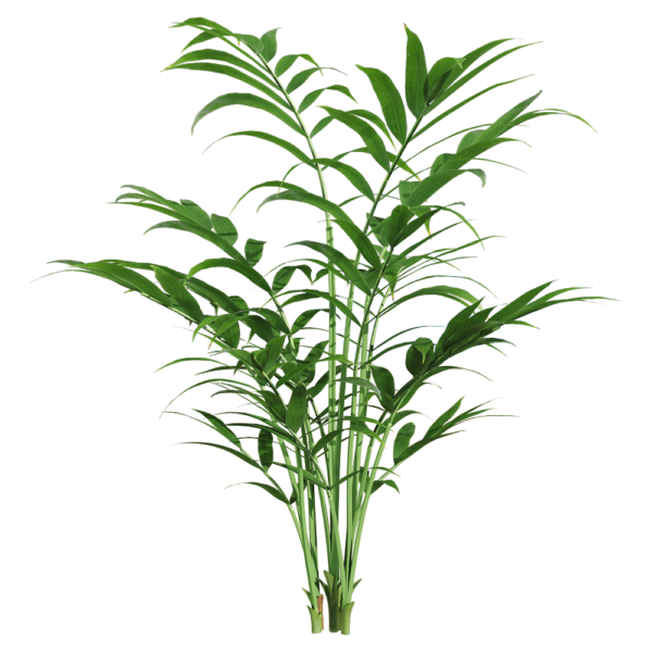 袖珍椰 绿色植物3D模型（OBJ,FBX,MAX）