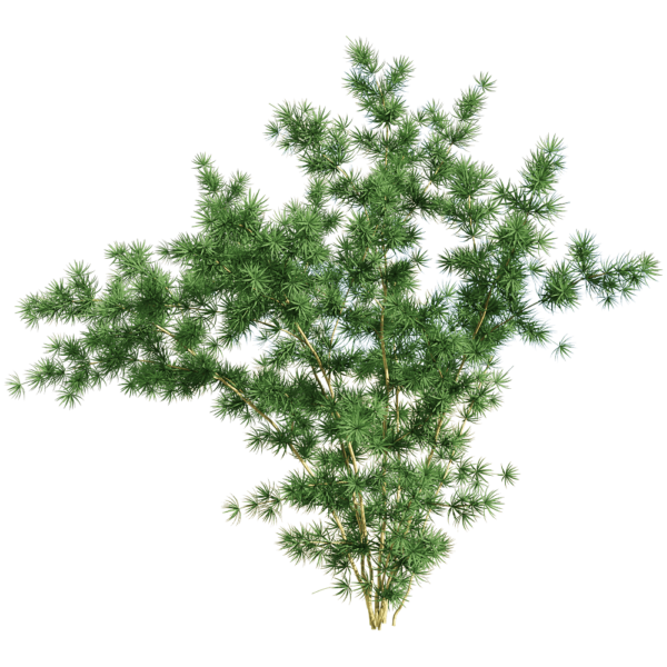 蓬莱松植物3D模型（OBJ,FBX,MAX）