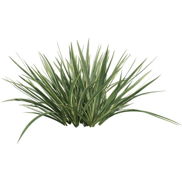 菖蒲草丛3D模型（OBJ,FBX,MAX）