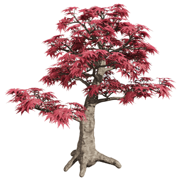 红叶鸡爪槭树3D模型（OBJ,FBX,MAX）