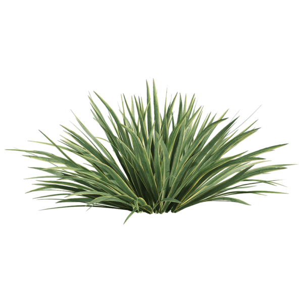 菖蒲草丛3D模型（OBJ,FBX,MAX）