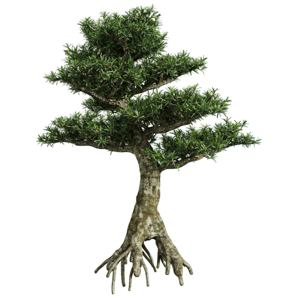 罗汉松树3D模型（OBJ,FBX,MAX）