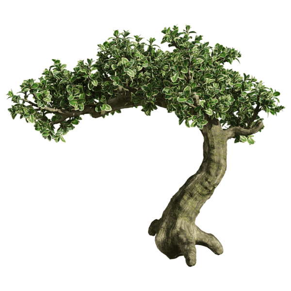 金边六月雪树3D模型（OBJ,FBX,MAX）