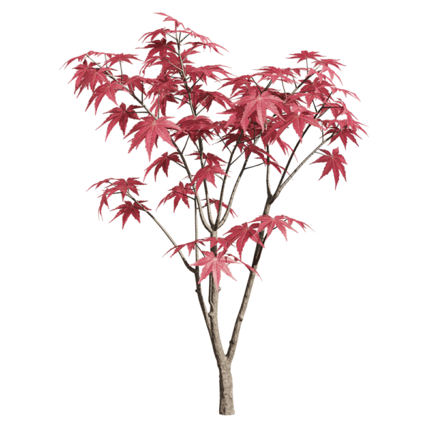 红叶鸡爪槭树枝3D模型（OBJ,FBX,MAX）