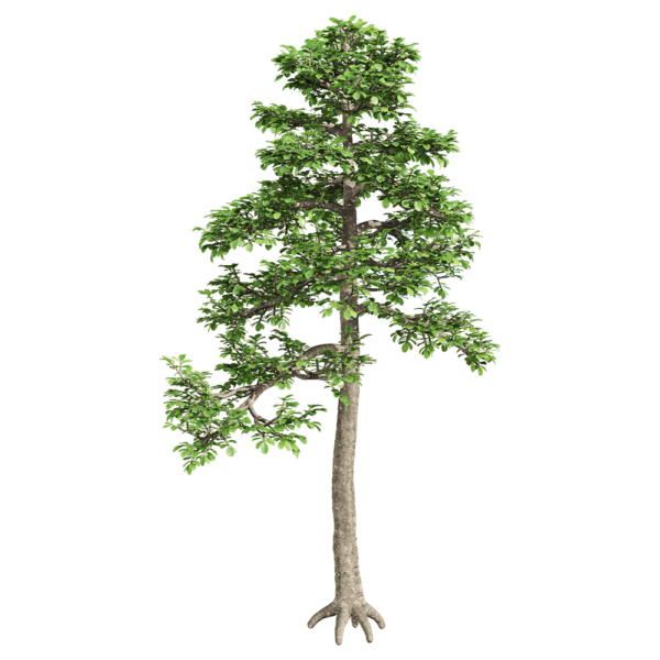 胡椒木3D模型（OBJ,FBX,MAX）