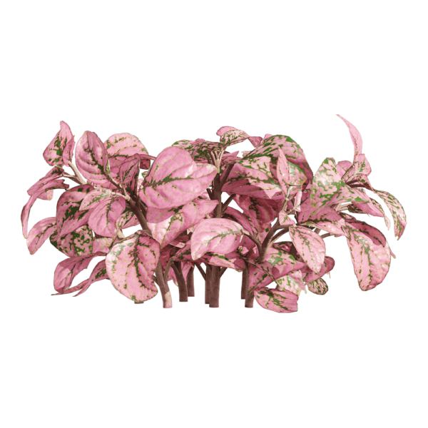 网纹草植物3D模型（OBJ,FBX,MAX）