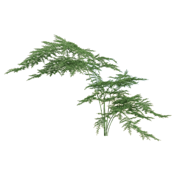 文竹植物3D模型（OBJ,FBX,MAX）