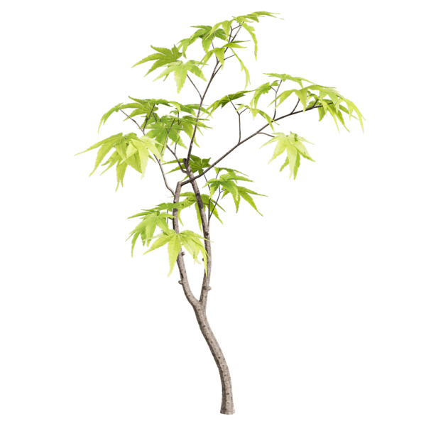 绿叶鸡爪槭树枝3D模型（OBJ,FBX,MAX）