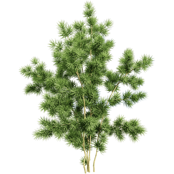 蓬莱松植物3D模型（OBJ,FBX,MAX）