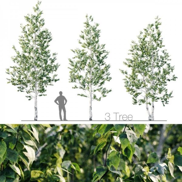 3棵桦树3D模型（FBX,MAX）