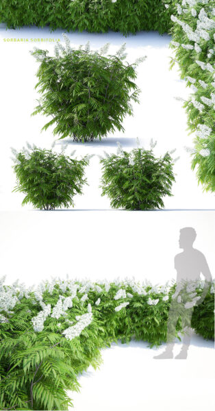 开白色花朵的珍珠梅灌木丛3D模型（OBJ,MAX）