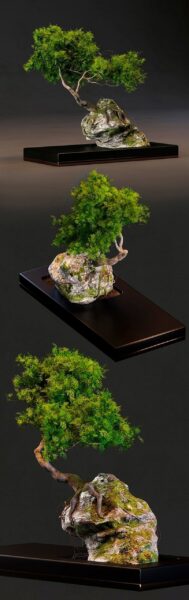 杜松盆栽景观3D模型（OBJ,FBX,MAX）