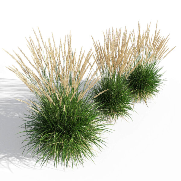 芦苇草丛3D模型（FBX,MAX）