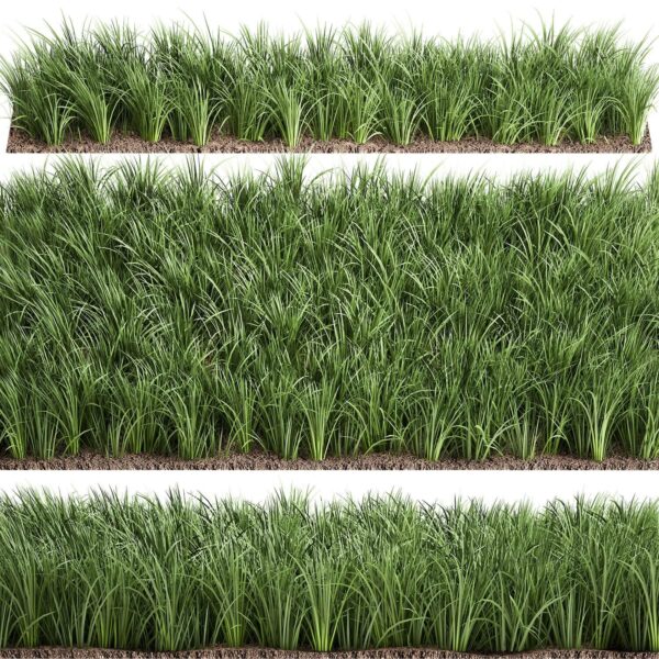 茂盛的观赏草3D模型（MAX）