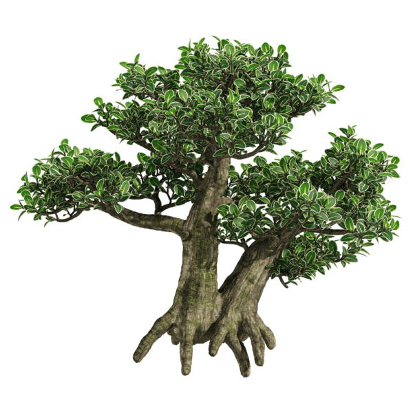 金边六月雪树3D模型（OBJ,FBX,MAX）