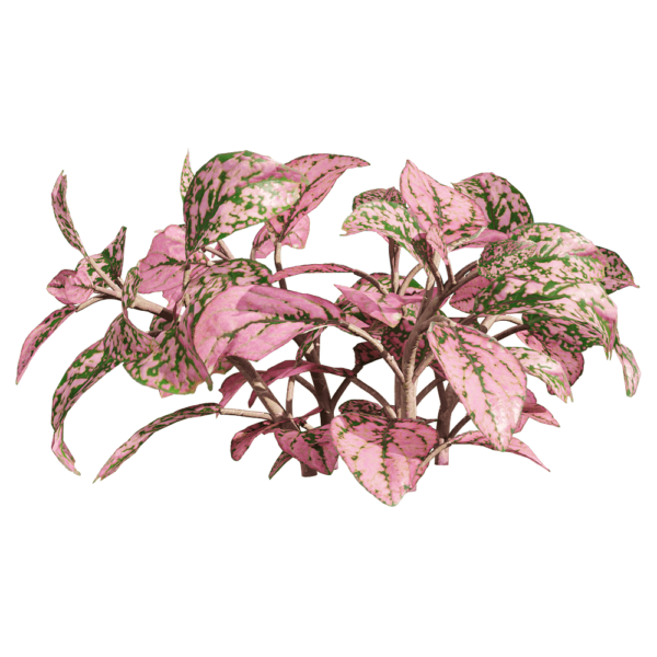 网纹草植物3D模型（OBJ,FBX,MAX）