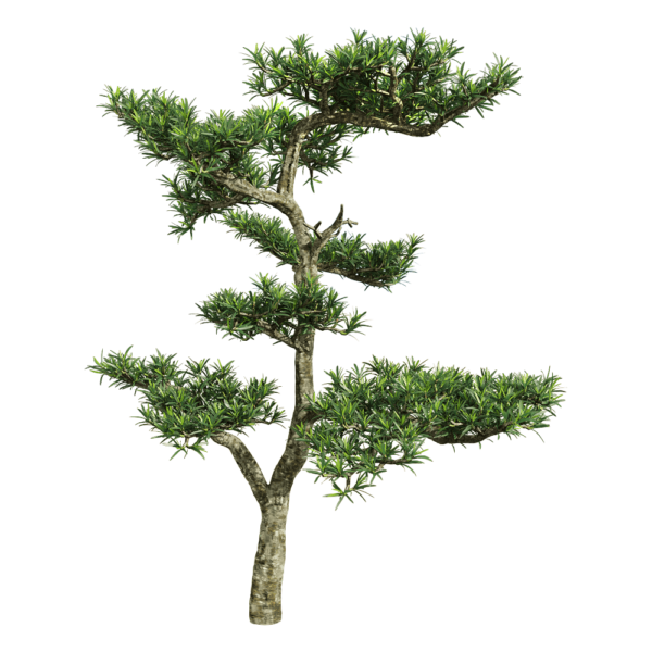 罗汉松树3D模型（OBJ,FBX,MAX）