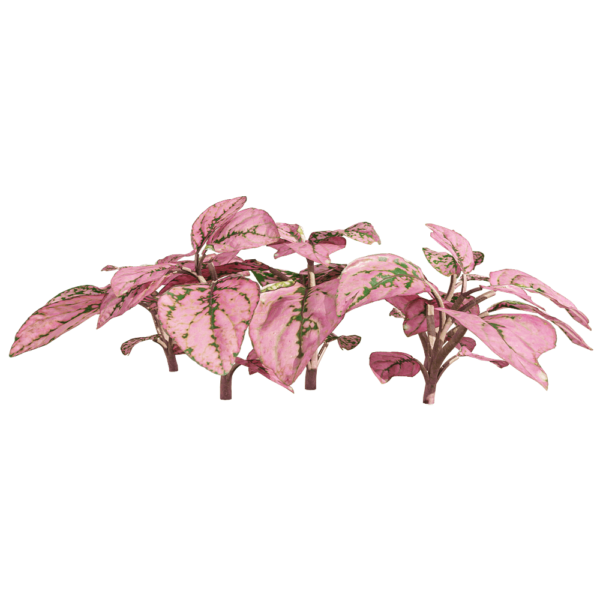 网纹草植物3D模型（OBJ,FBX,MAX）