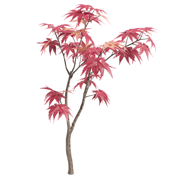 红叶鸡爪槭树枝3D模型（OBJ,FBX,MAX）