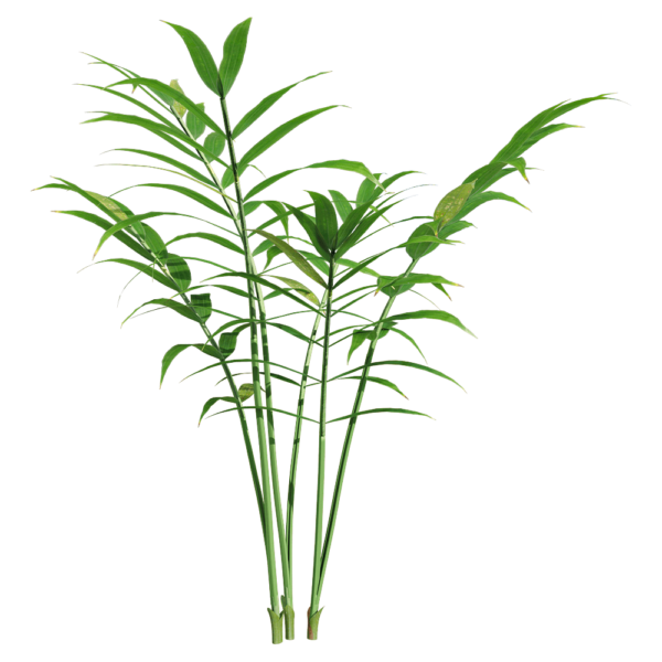 袖珍椰植物3D模型（OBJ,FBX,MAX）