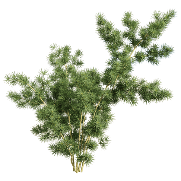 蓬莱松植物3D模型（OBJ,FBX,MAX）