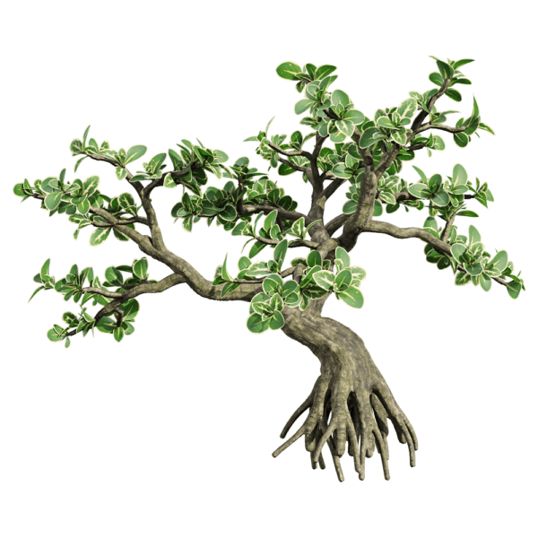 金边六月雪 绿植景观树3D模型（OBJ,FBX,MAX）