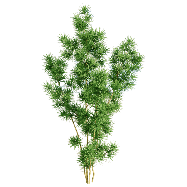 蓬莱松植物3D模型（OBJ,FBX,MAX）