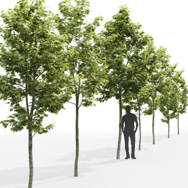 枫树3D模型（FBX,MAX）