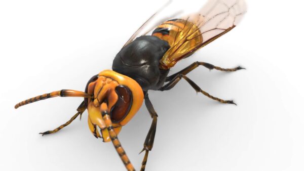 大胡蜂3D模型（OBJ,FBX,BLEND）