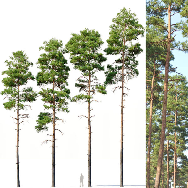 樟子松树3D模型（FBX,MAX）