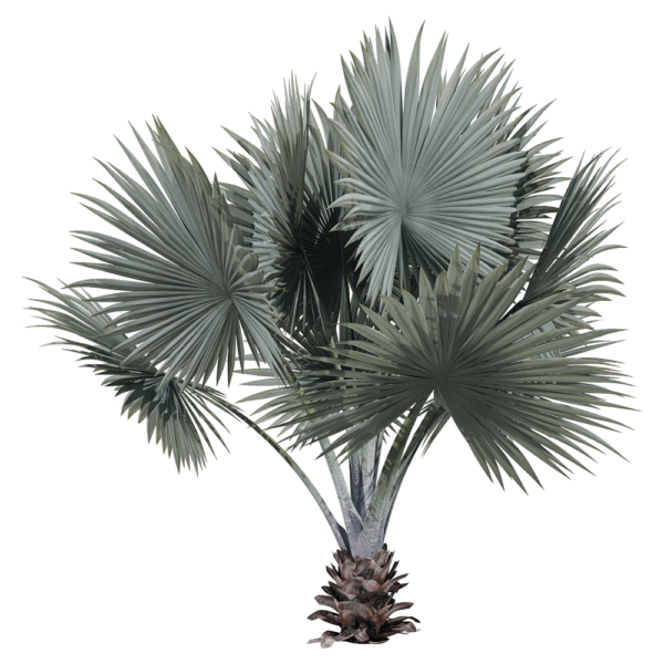 霸王棕 棕榈树3D模型（OBJ,FBX,MAX）