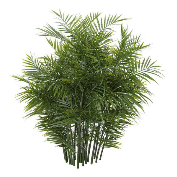 玲珑竹节椰植物3D模型（OBJ,FBX,MAX）