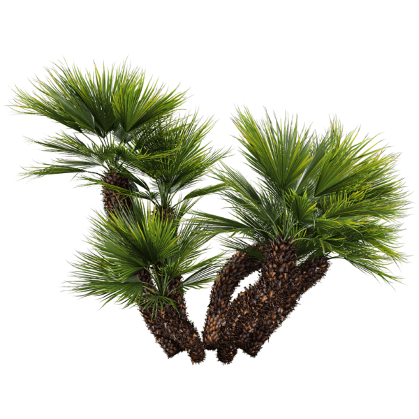 丛榈 欧洲扇棕 棕榈树3D模型（OBJ,FBX,MAX）