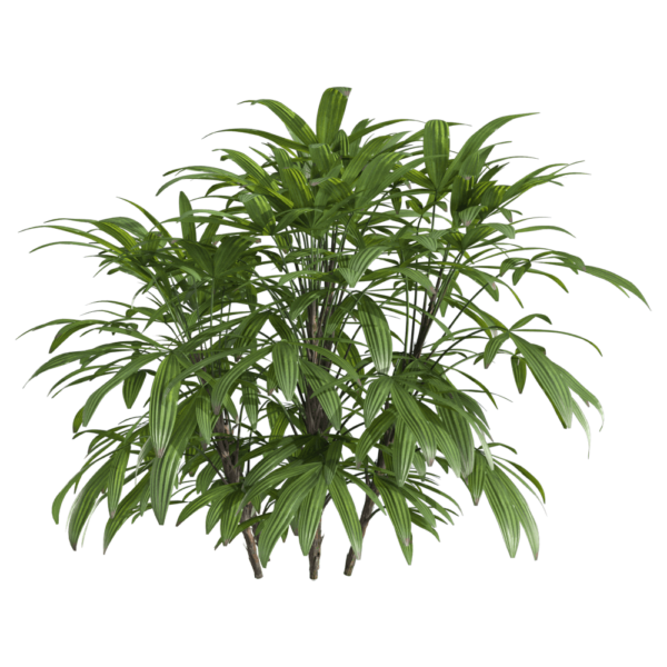 矮琼棕枝条3D模型（OBJ,FBX,MAX）