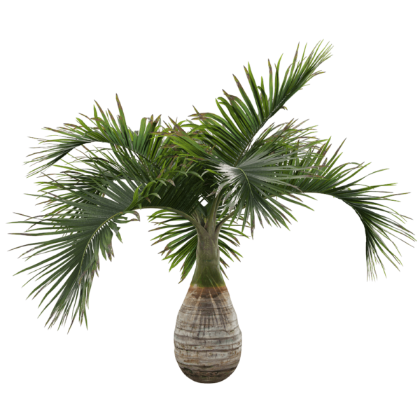 酒瓶椰 棕榈树3D模型（OBJ,FBX,MAX）