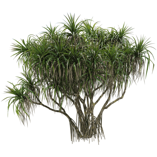 露兜树3D模型（OBJ,FBX,MAX）