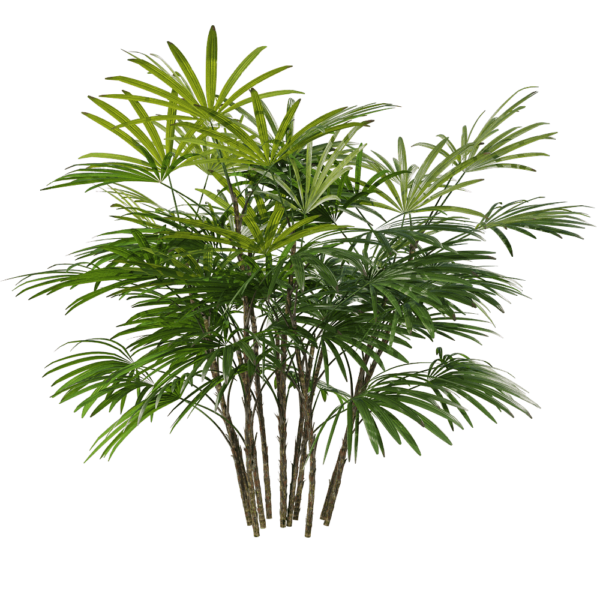 矮棕竹3D模型（OBJ,FBX,MAX）