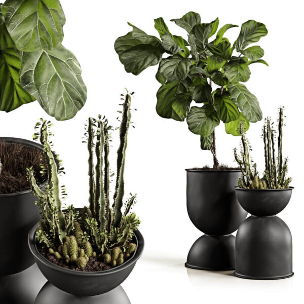 装饰花盆中的榕树和仙人掌盆栽3D模型（OBJ,MAX）