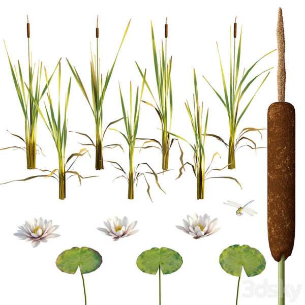 香蒲 睡莲 荷叶和蜻蜓3D模型（OBJ,MAX）